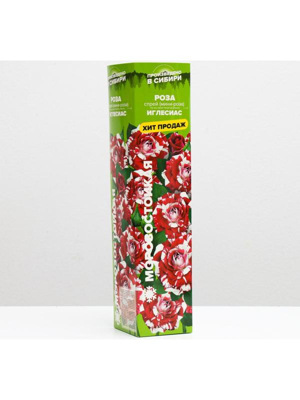 Саженец розы Иглесиас, 1 шт, Весна 2022