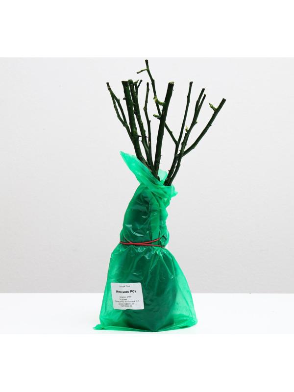 Саженец розы Иглесиас, 1 шт, Весна 2022