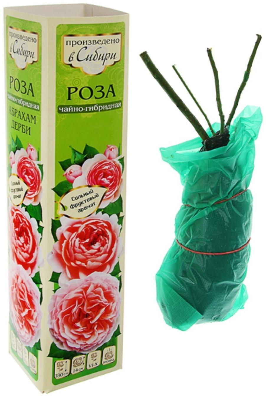 Саженец розы Игуана, 1шт