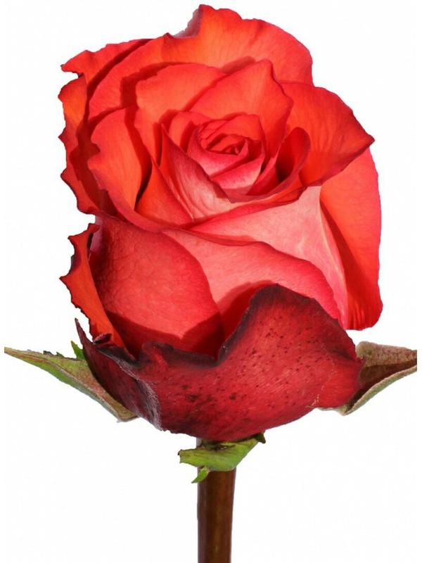 Саженец розы Игуана, 1шт