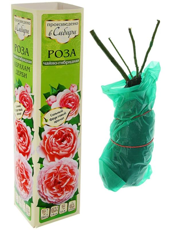 Саженец розы Игуана, 1шт