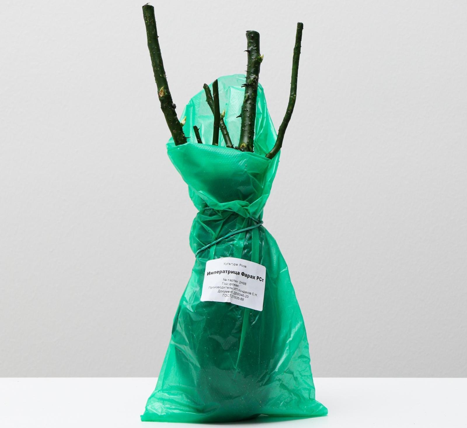 Саженец розы Императрица Фарах, 1шт, Весна 2022