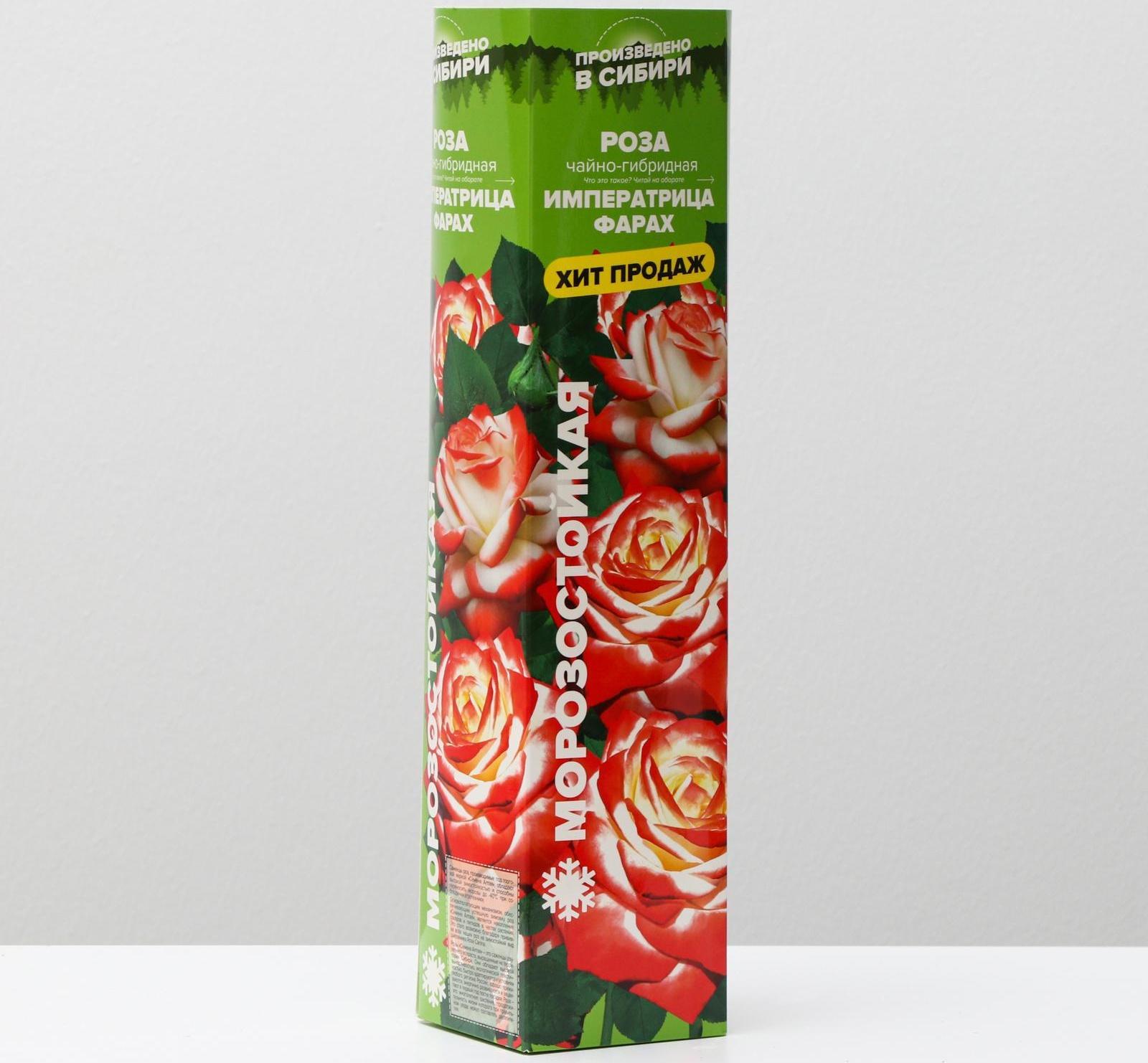 Саженец розы Императрица Фарах, 1шт, Весна 2022