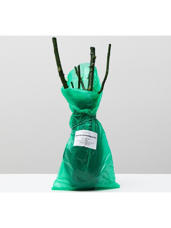 Саженец розы Императрица Фарах, 1шт, Весна 2022