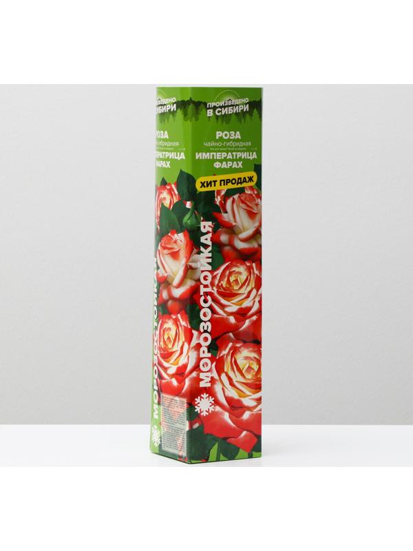 Саженец розы Императрица Фарах, 1шт, Весна 2022