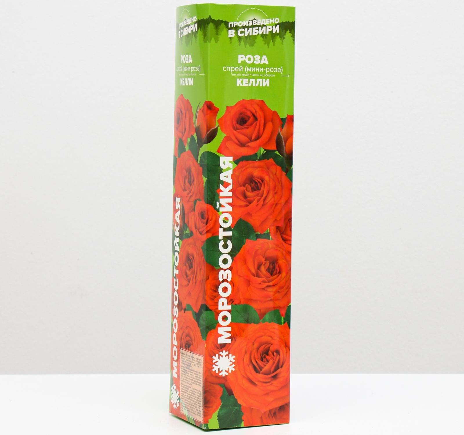 Саженец розы Келли ,  Весна 2024, 1 шт.