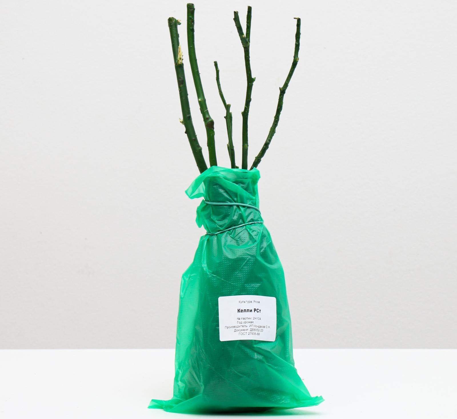 Саженец розы Келли ,  Весна 2024, 1 шт.