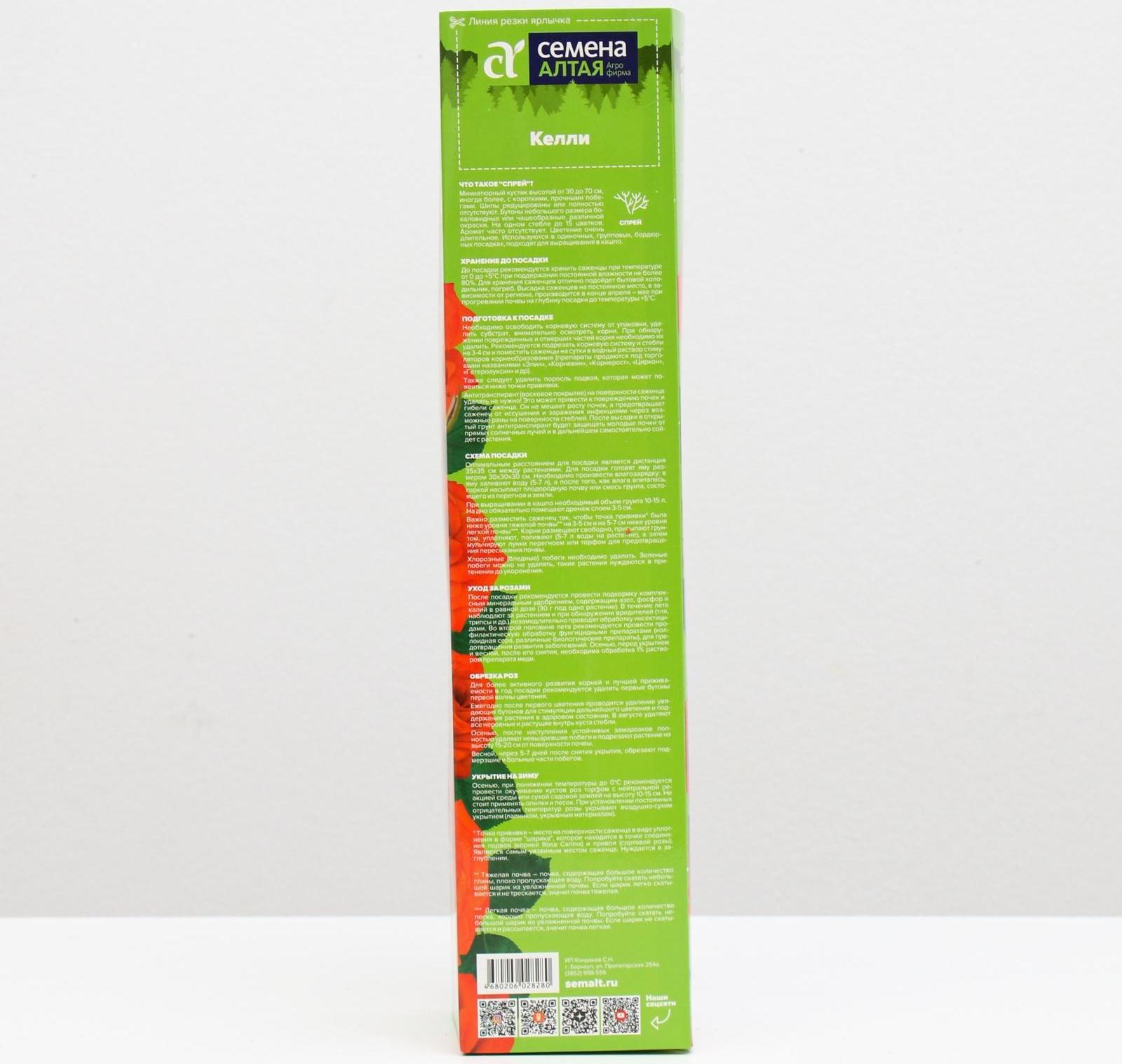 Саженец розы Келли ,  Весна 2024, 1 шт.