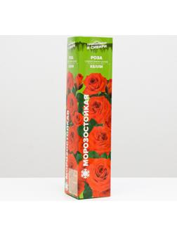 Саженец розы Келли ,  Весна 2024, 1 шт.