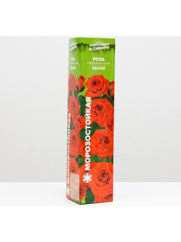 Саженец розы Келли ,  Весна 2024, 1 шт.