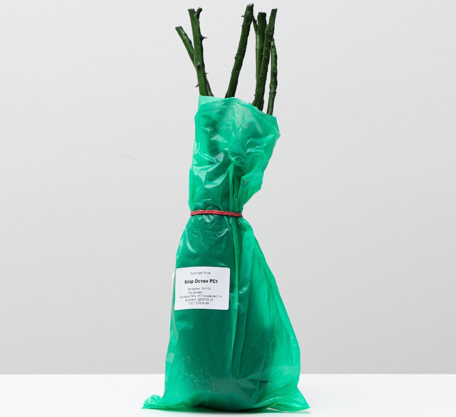 Саженец розы Клэр Остин Весна 2024, 1 шт.