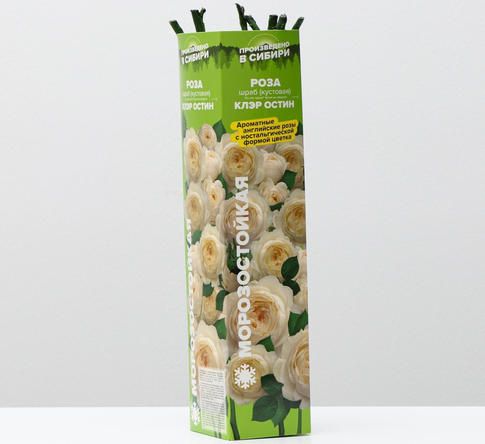 Саженец розы Клэр Остин Весна 2024, 1 шт.