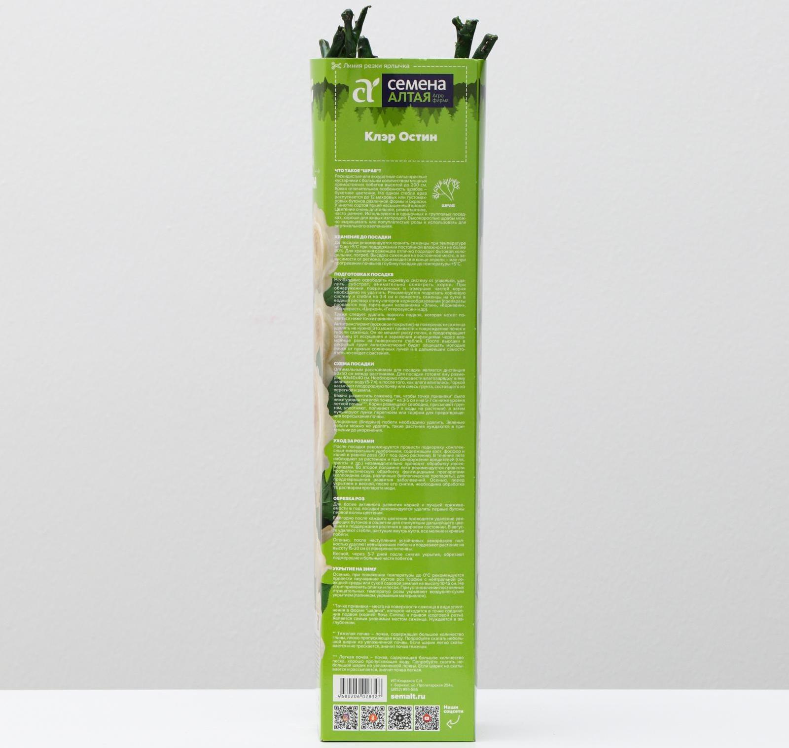 Саженец розы Клэр Остин Весна 2024, 1 шт.