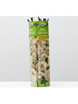 Саженец розы Клэр Остин Весна 2024, 1 шт.