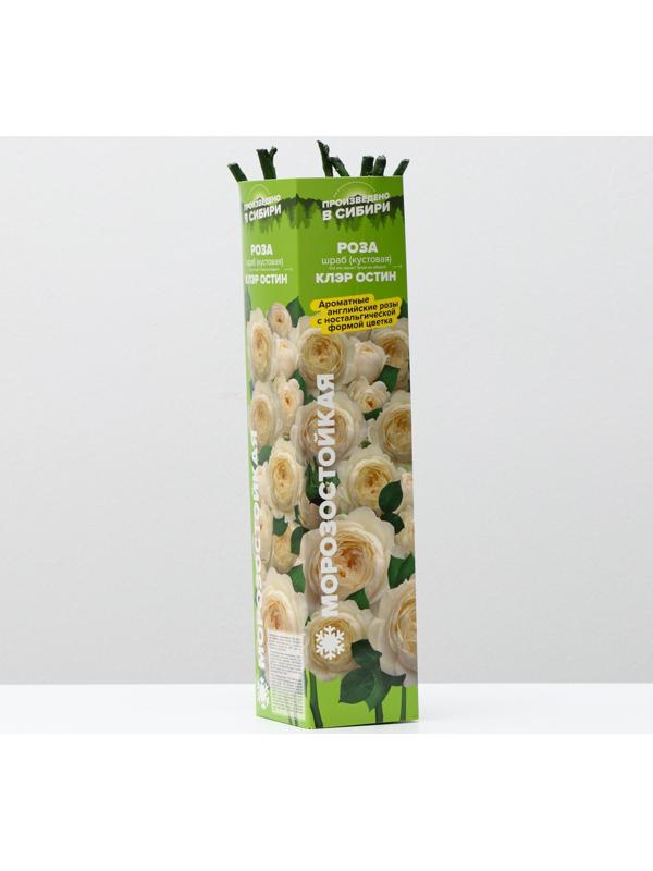 Саженец розы Клэр Остин Весна 2024, 1 шт.