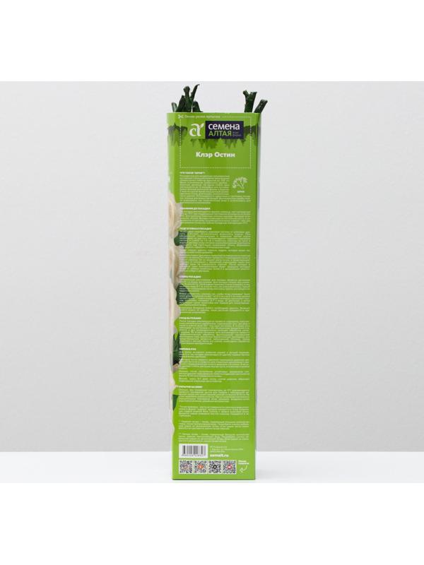 Саженец розы Клэр Остин Весна 2024, 1 шт.