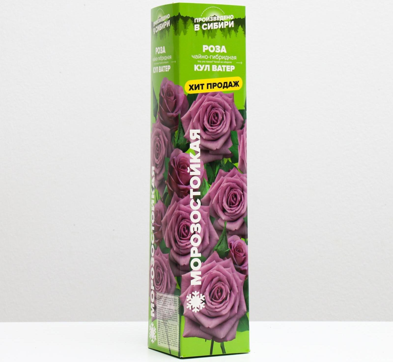 Саженец розы Кул Ватер Весна 2024, 1 шт.