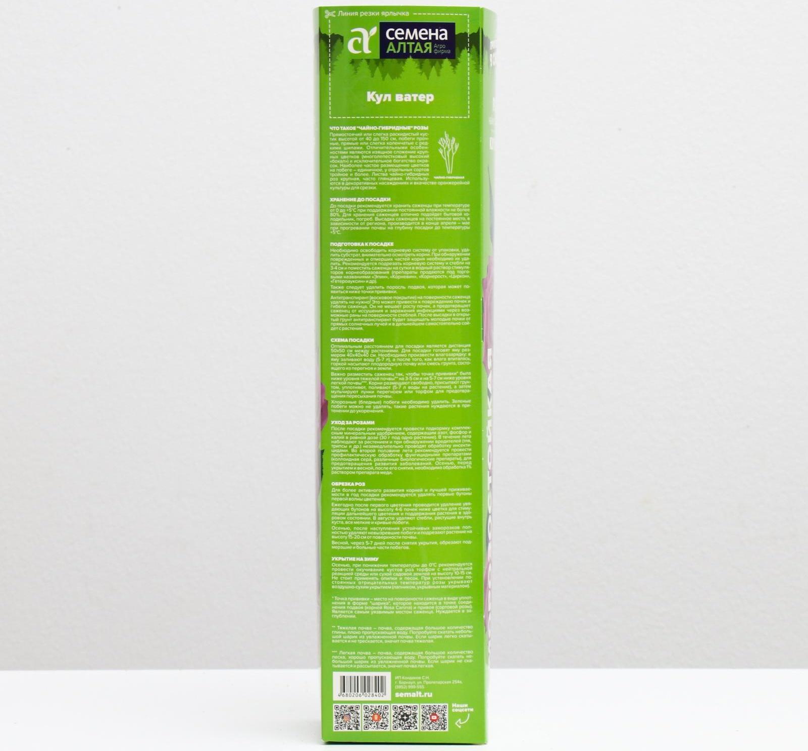 Саженец розы Кул Ватер Весна 2024, 1 шт.