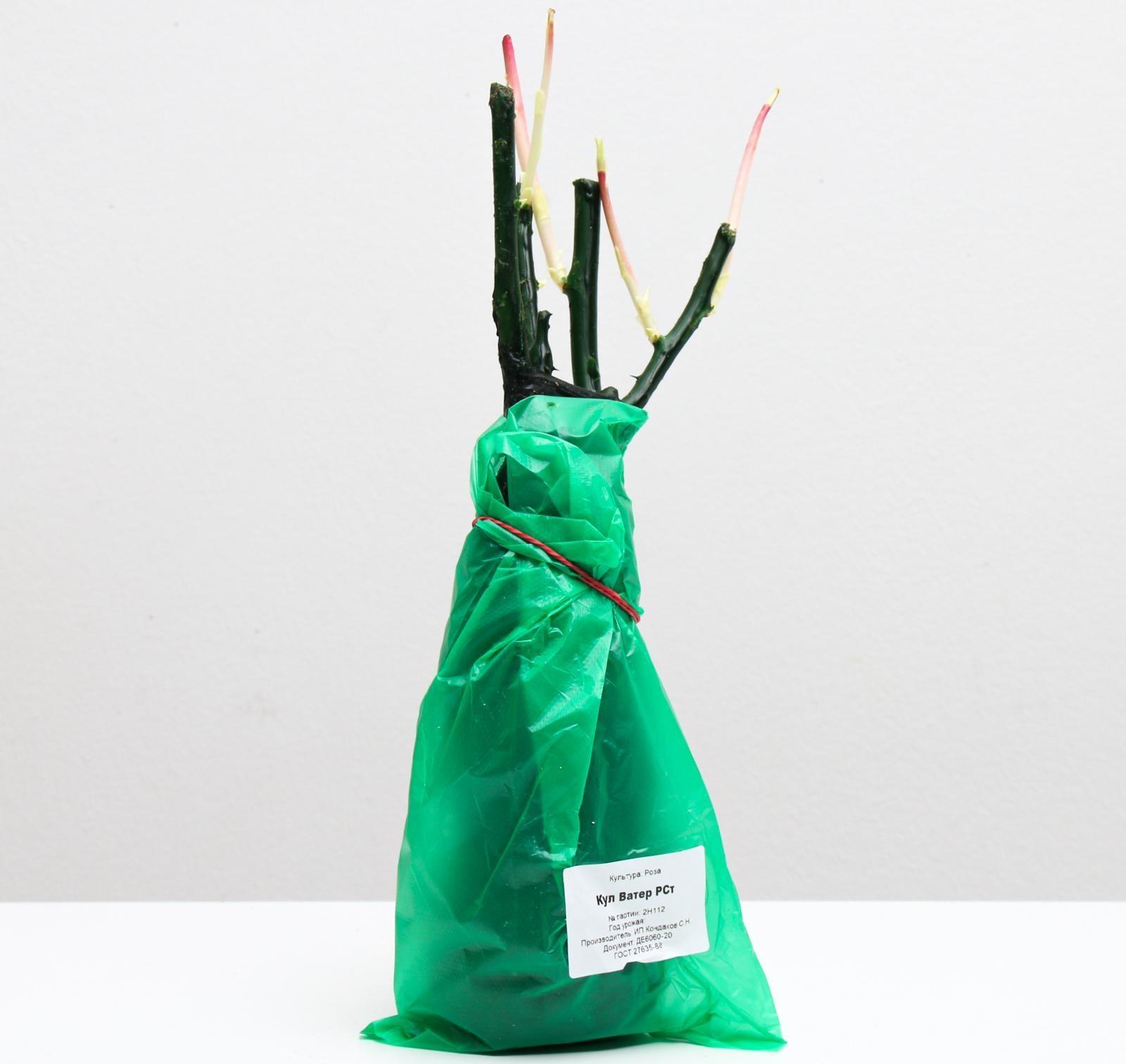 Саженец розы Кул Ватер Весна 2024, 1 шт.