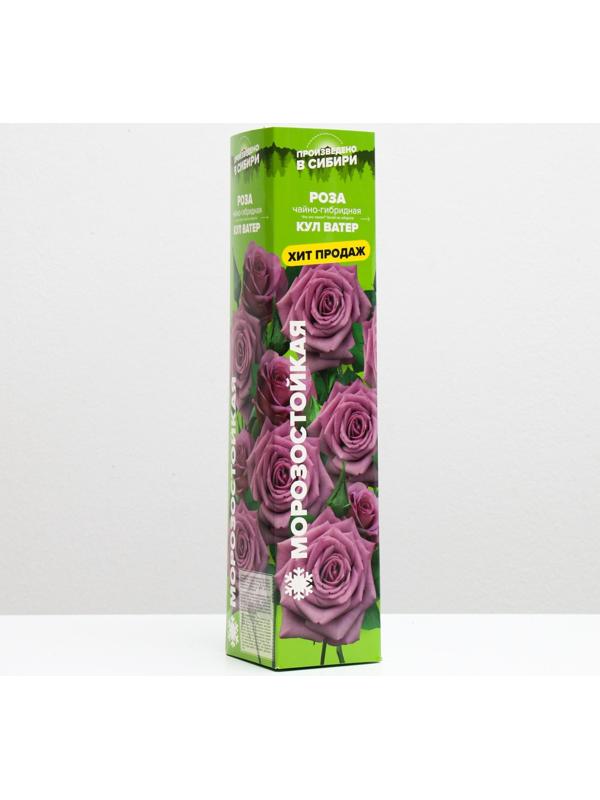 Саженец розы Кул Ватер Весна 2024, 1 шт.