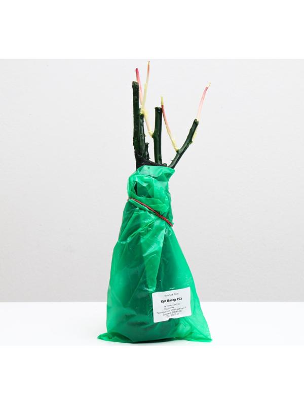 Саженец розы Кул Ватер Весна 2024, 1 шт.