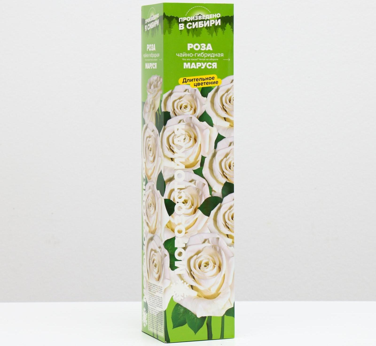 Саженец розы Маруся,  Весна 2024, 1 шт.