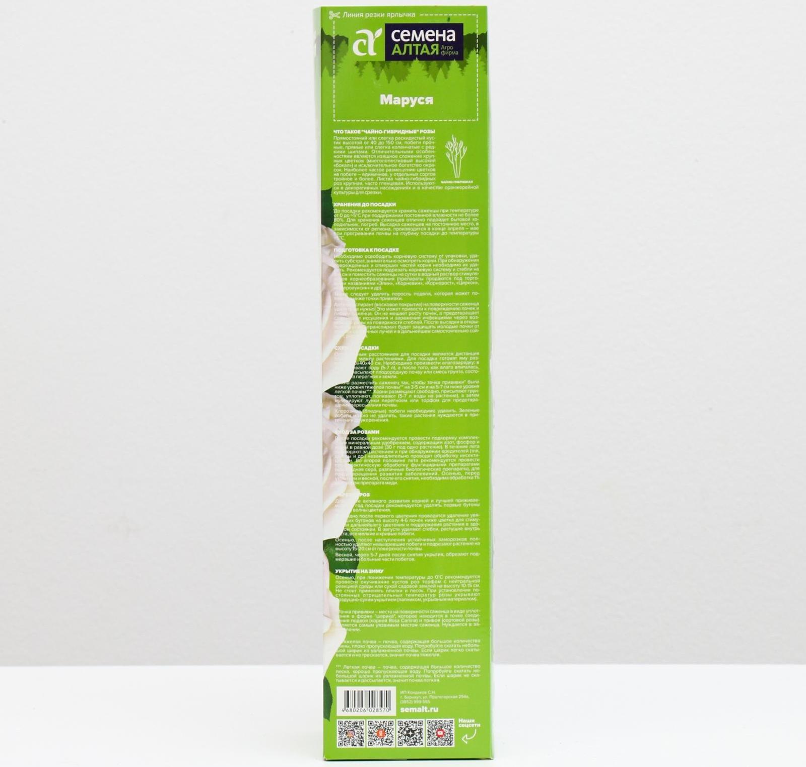 Саженец розы Маруся,  Весна 2024, 1 шт.