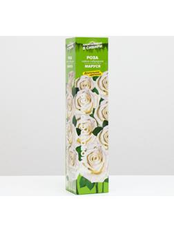 Саженец розы Маруся,  Весна 2024, 1 шт.