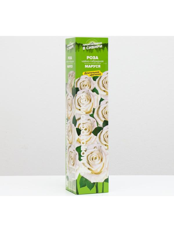 Саженец розы Маруся,  Весна 2024, 1 шт.