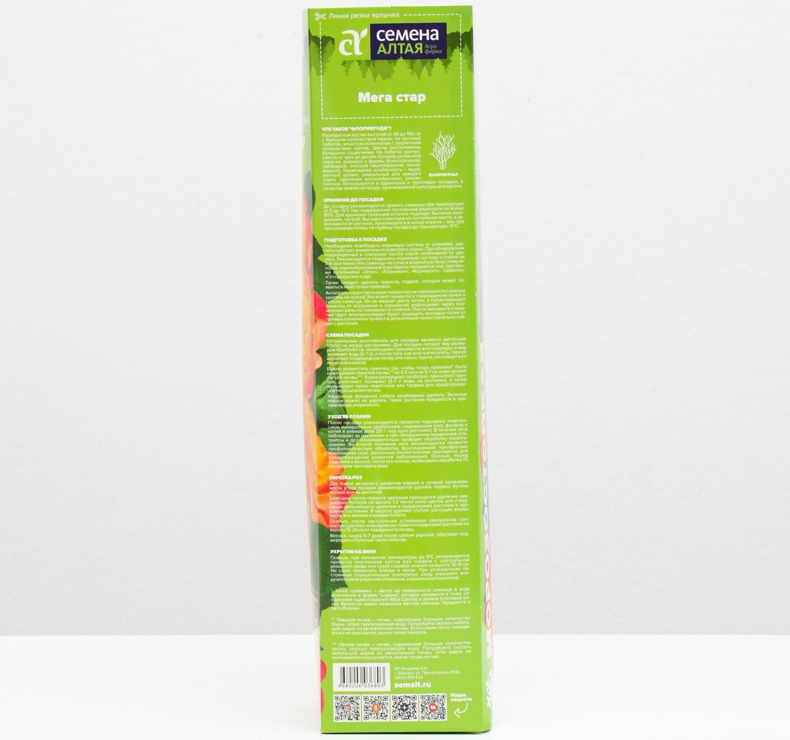 Саженец розы Мега Стар, Весна 2024, 1 шт.