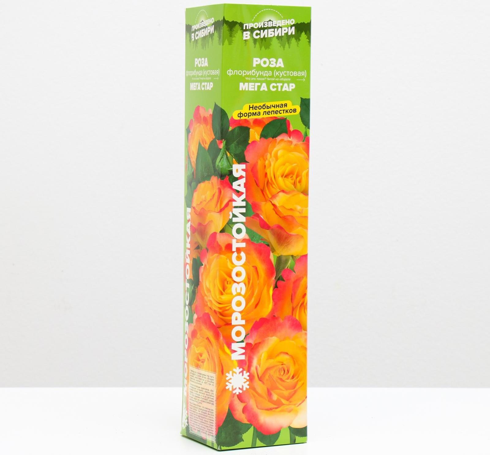 Саженец розы Мега Стар, Весна 2024, 1 шт.