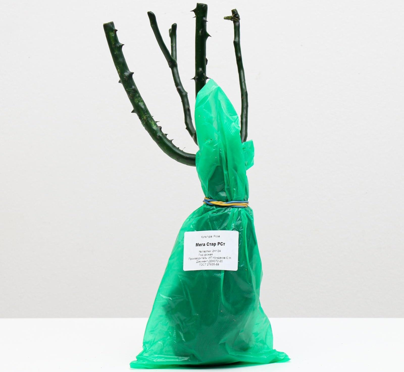 Саженец розы Мега Стар, Весна 2024, 1 шт.