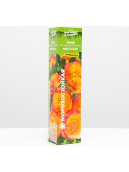 Саженец розы Мега Стар, Весна 2024, 1 шт.