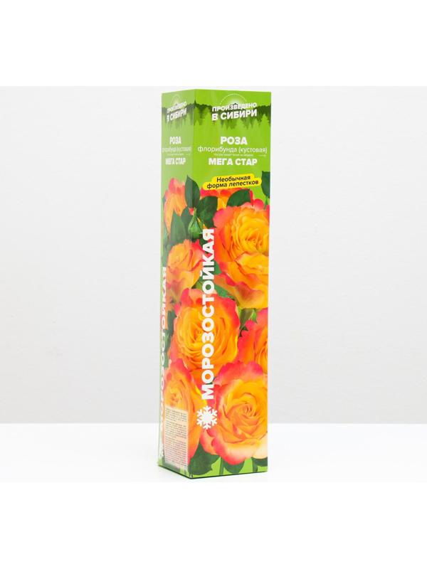 Саженец розы Мега Стар, Весна 2024, 1 шт.