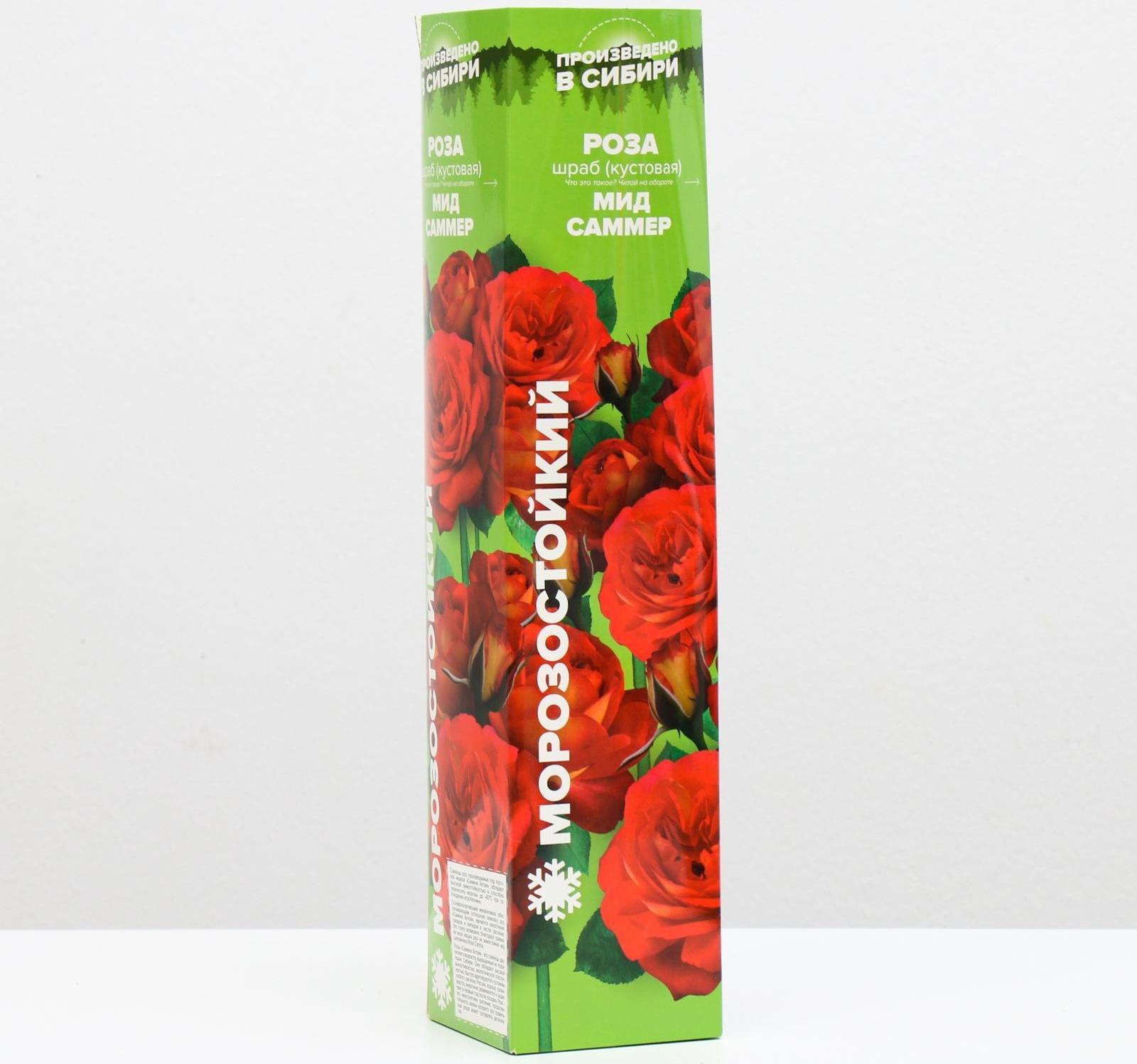 Саженец розы Мид Саммер,  Весна 2024, 1 шт.