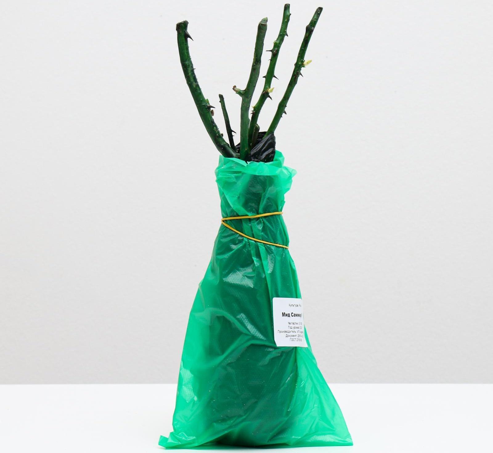 Саженец розы Мид Саммер,  Весна 2024, 1 шт.