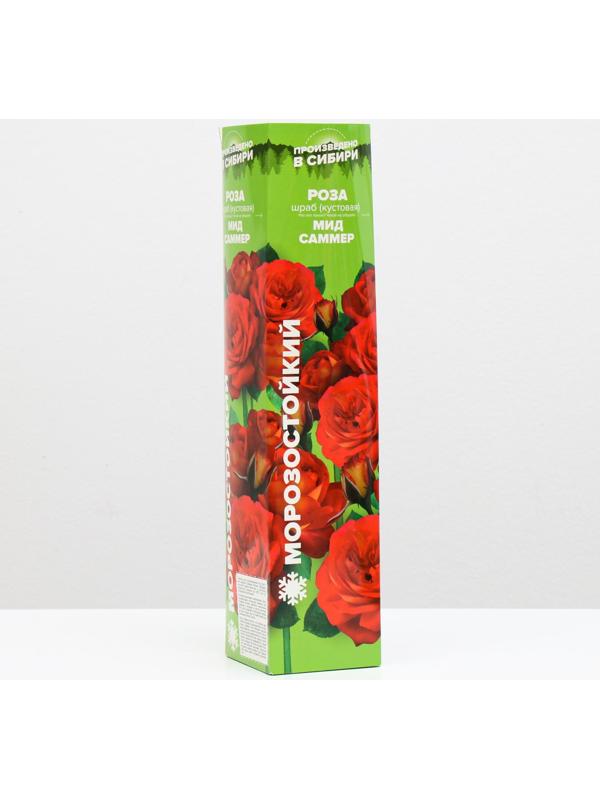 Саженец розы Мид Саммер,  Весна 2024, 1 шт.