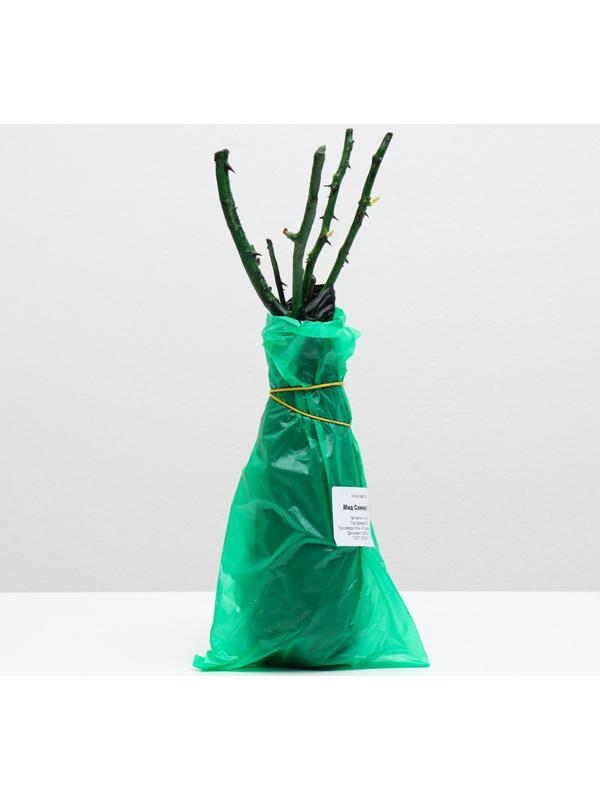 Саженец розы Мид Саммер,  Весна 2024, 1 шт.