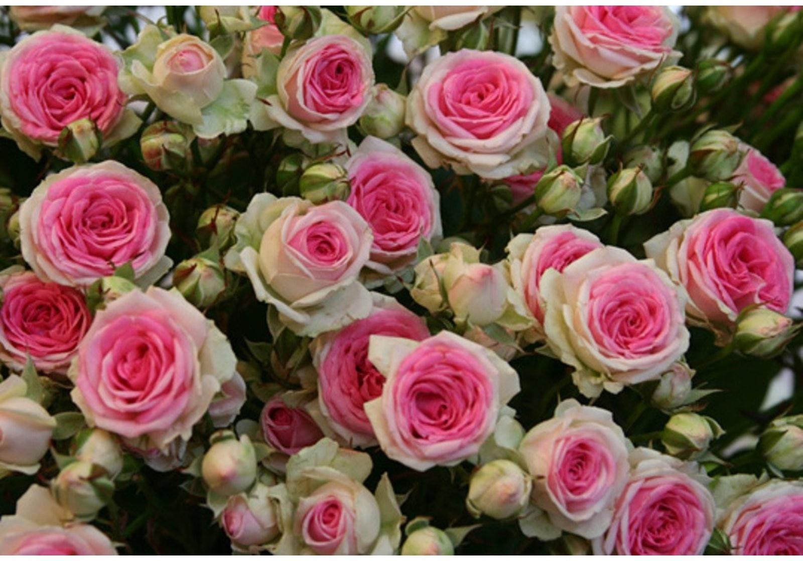 Саженец розы Мими Эдем Весна 2024, 1 шт.