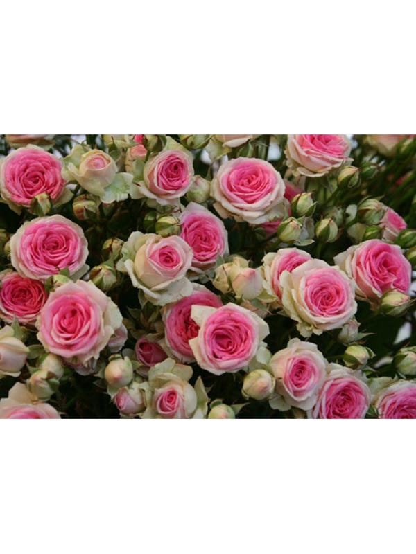 Саженец розы Мими Эдем Весна 2024, 1 шт.