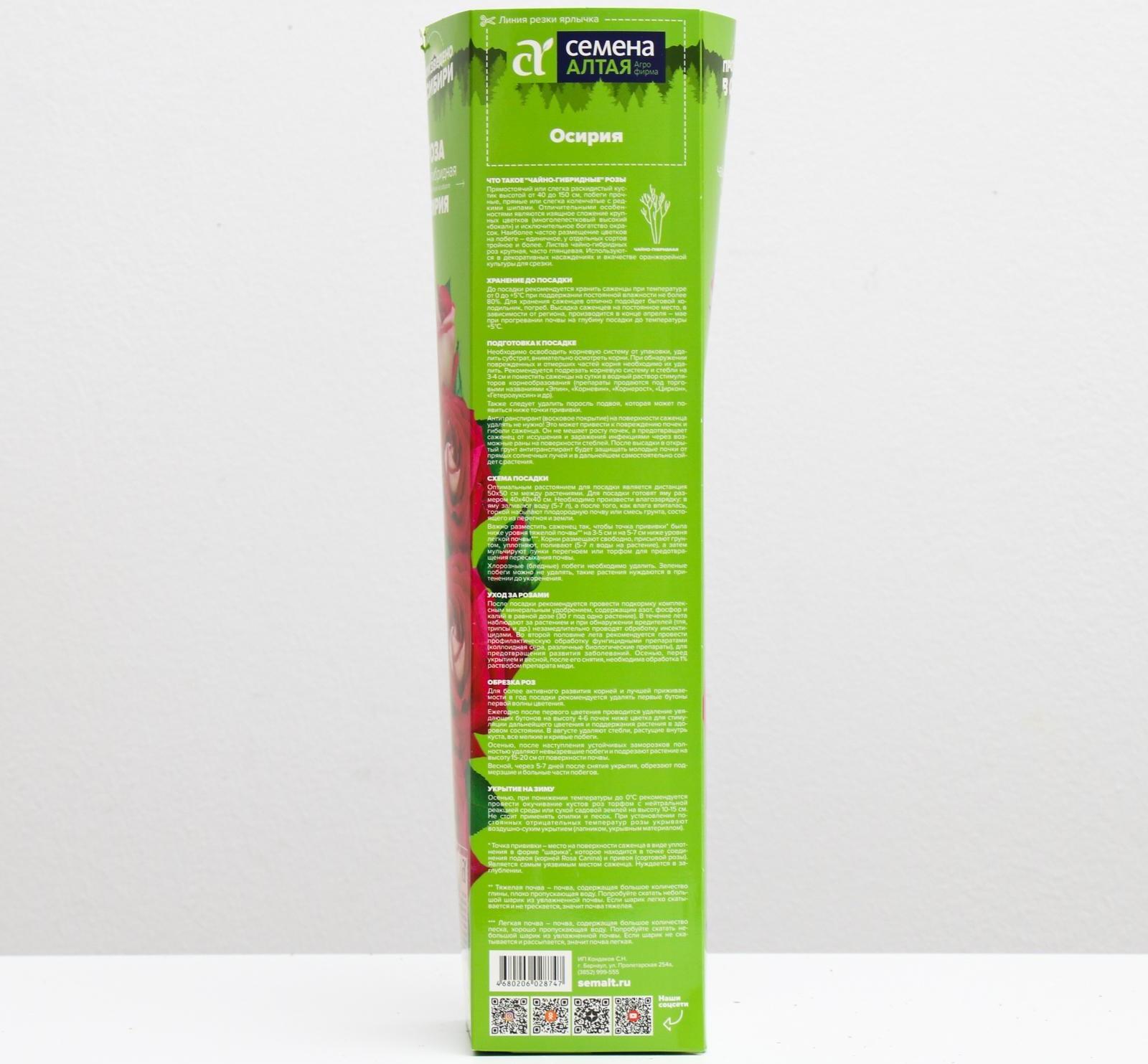 Саженец розы Осирия Весна 2024, 1 шт.