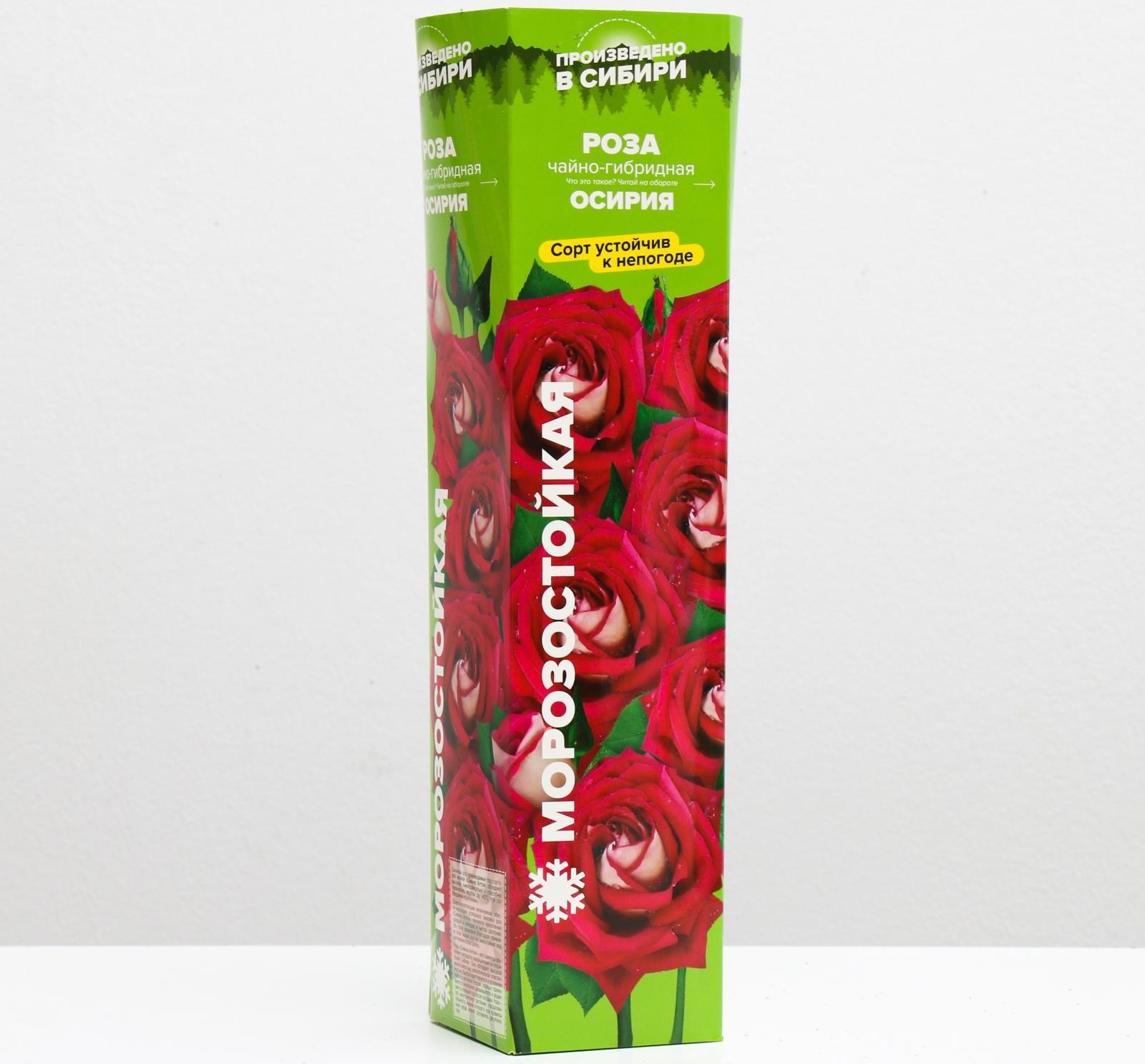 Саженец розы Осирия Весна 2024, 1 шт.