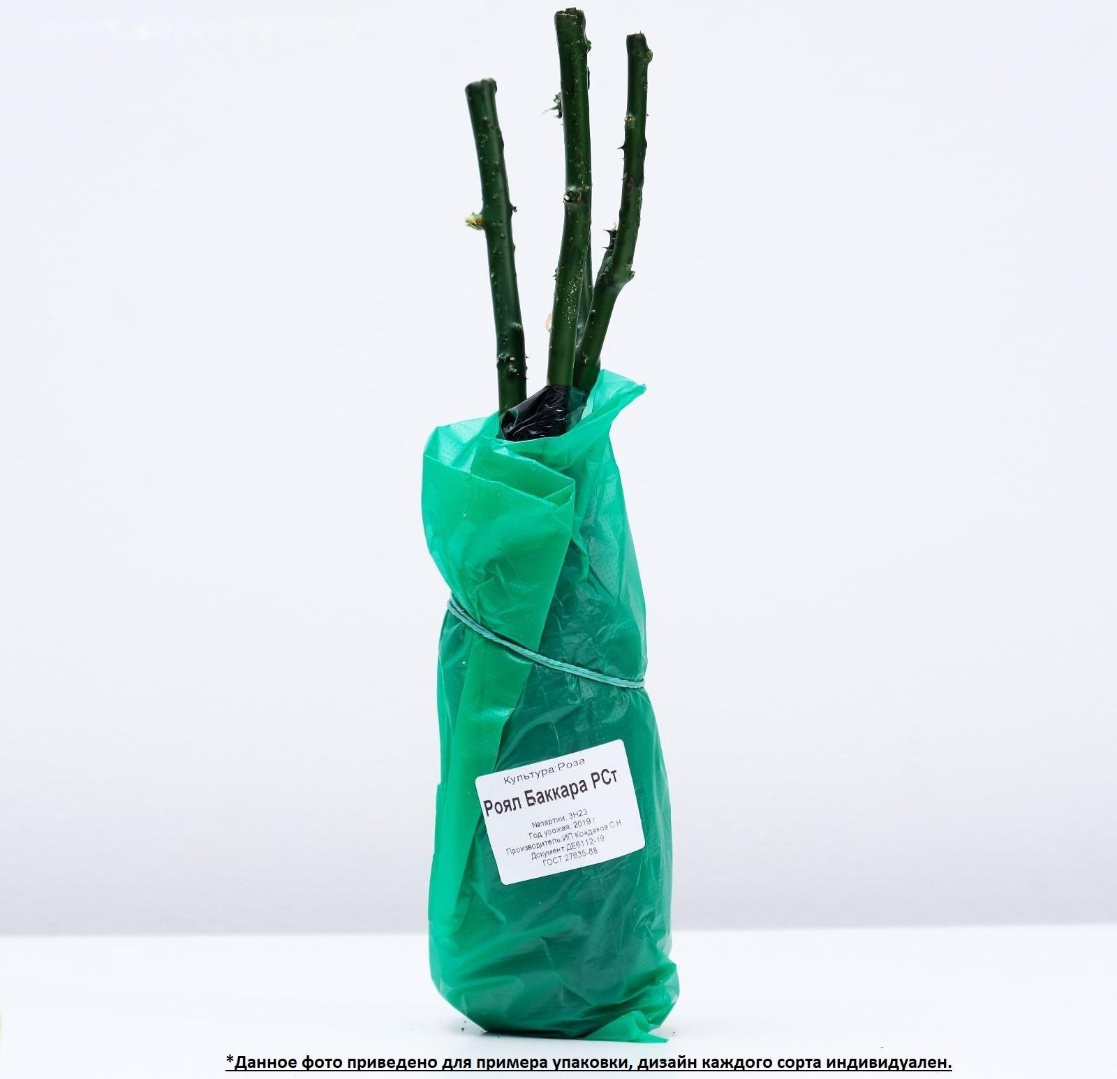 Саженец розы Осирия Весна 2024, 1 шт.