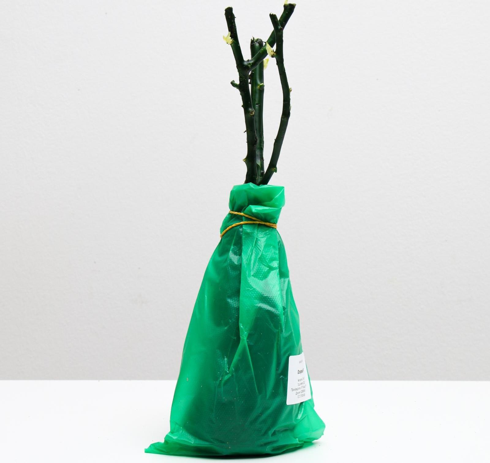 Саженец розы Осирия Весна 2024, 1 шт.