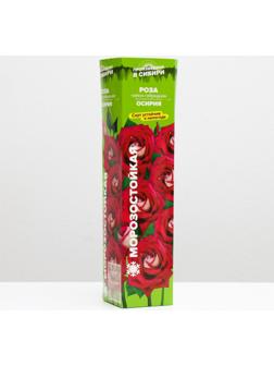 Саженец розы Осирия Весна 2024, 1 шт.