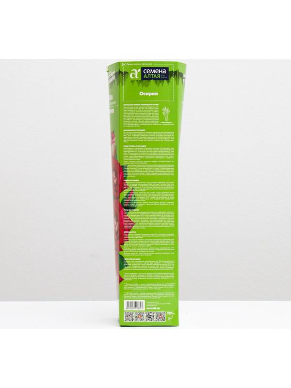 Саженец розы Осирия Весна 2024, 1 шт.