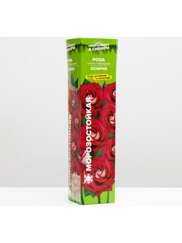 Саженец розы Осирия Весна 2024, 1 шт.