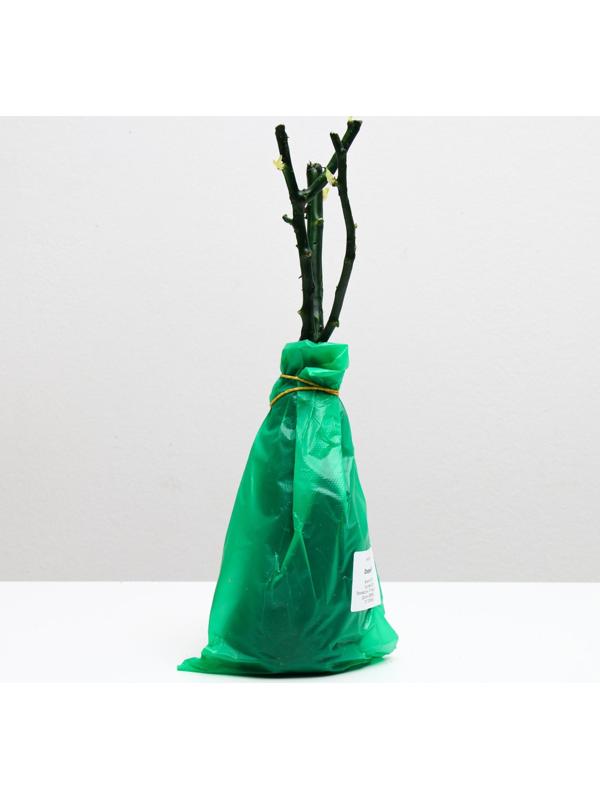 Саженец розы Осирия Весна 2024, 1 шт.