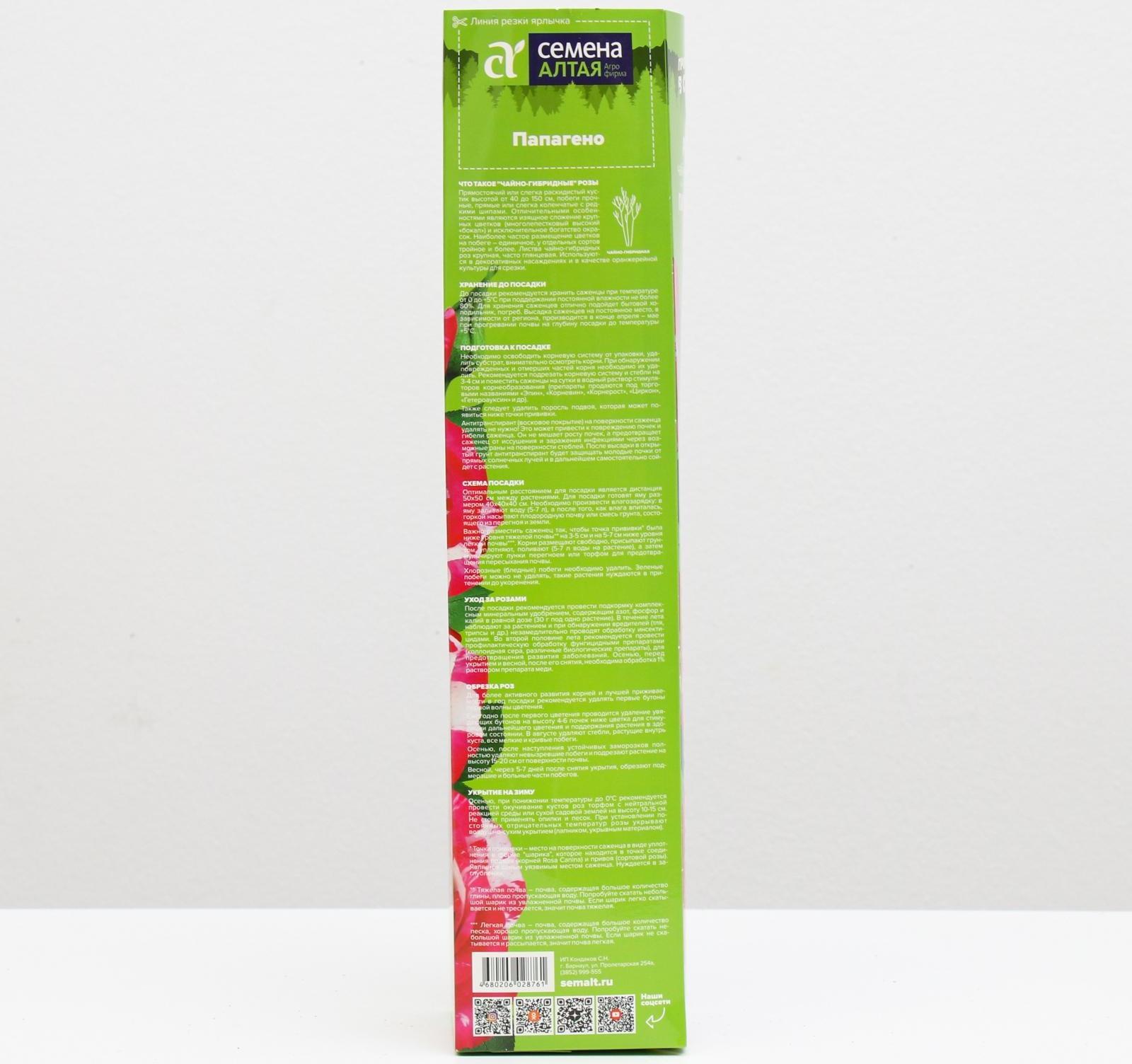 Саженец розы Папагено,  Весна 2024, 1 шт.