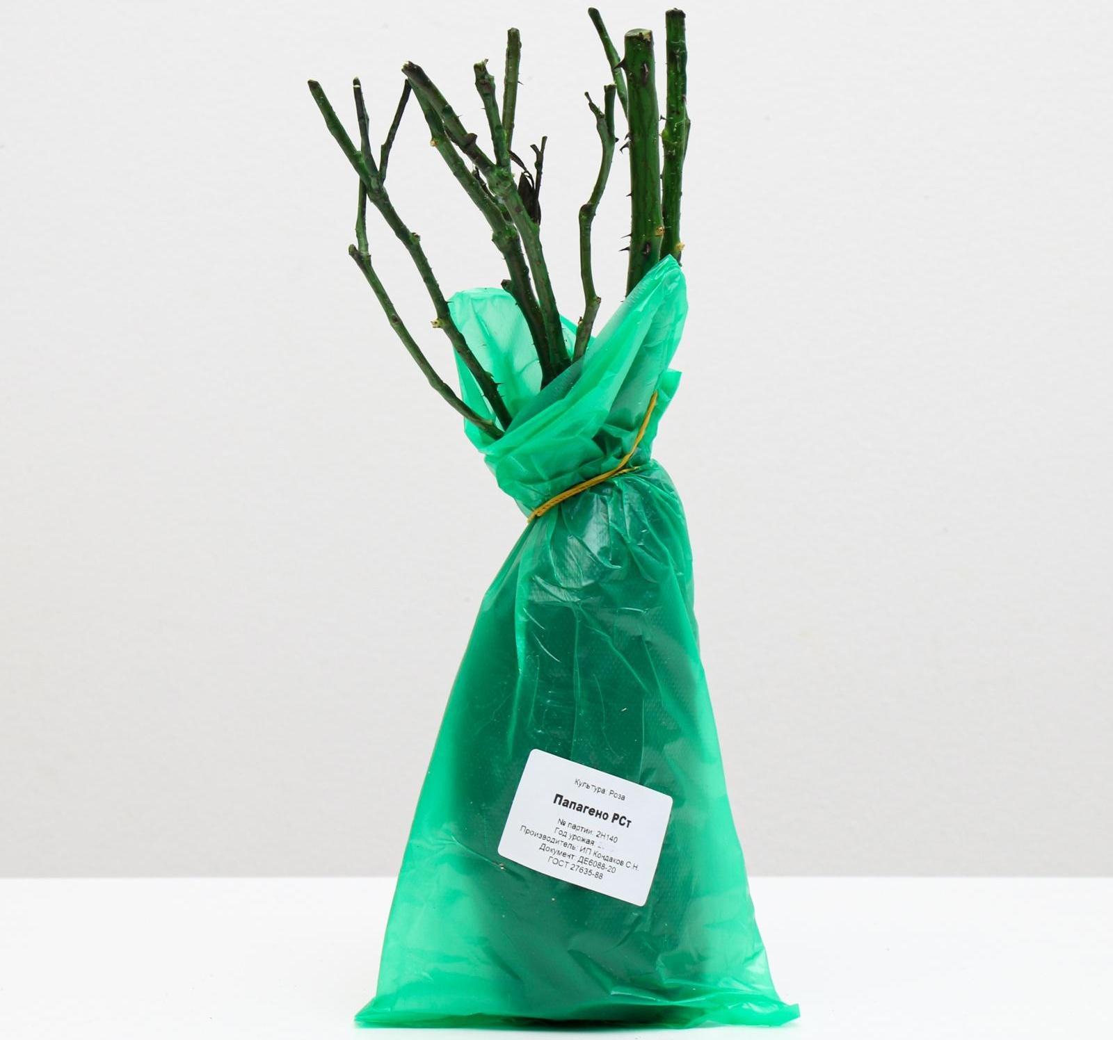 Саженец розы Папагено,  Весна 2024, 1 шт.